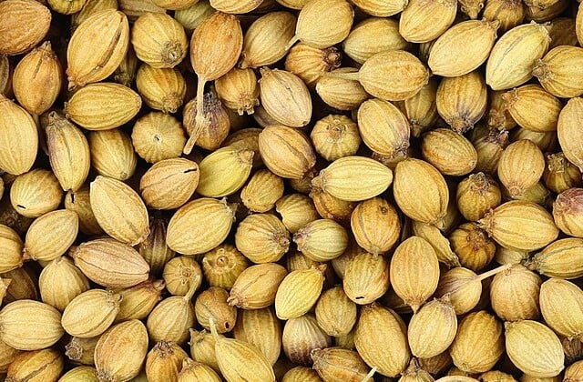 Closeup view of coriander seeds