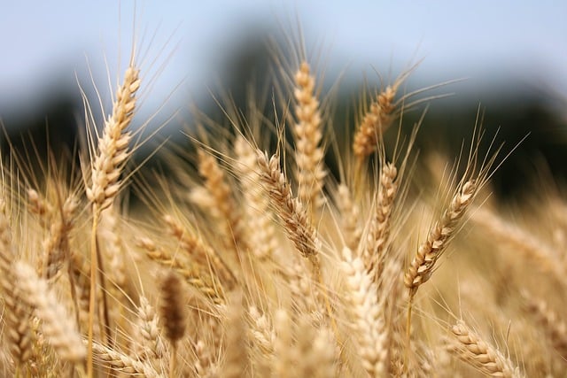 Close-up view of golden heads of wheat with blurred treetops in the background.