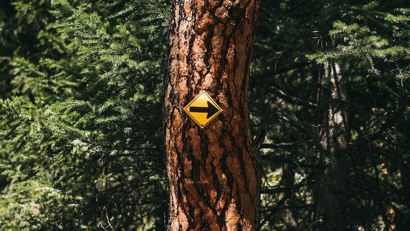 The Way of Life: Four Ancient Postures in the Didache. Photo by Dylan Ferreira on Unsplash.