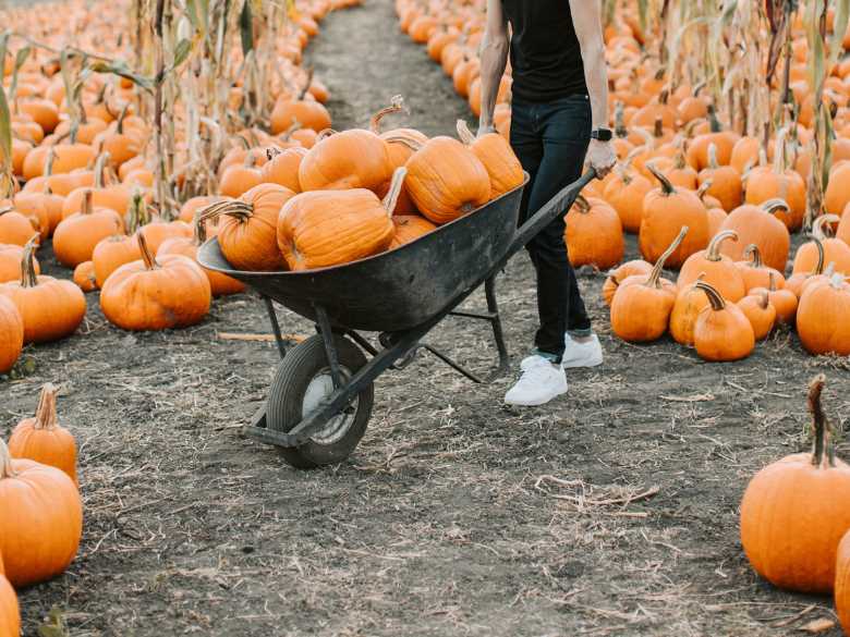 Man with Wheelbarrow Harvesting Pumpkins