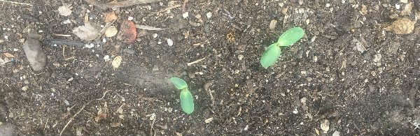 Look closely and you'll see two baby sunflowers. 