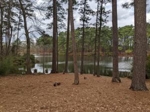 The Piney Woods in Synergy Park, Kilgore, Texas