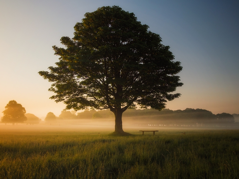 Oak Tree in a tranquil meadow at dawn representing Cultivating peace in Paganism