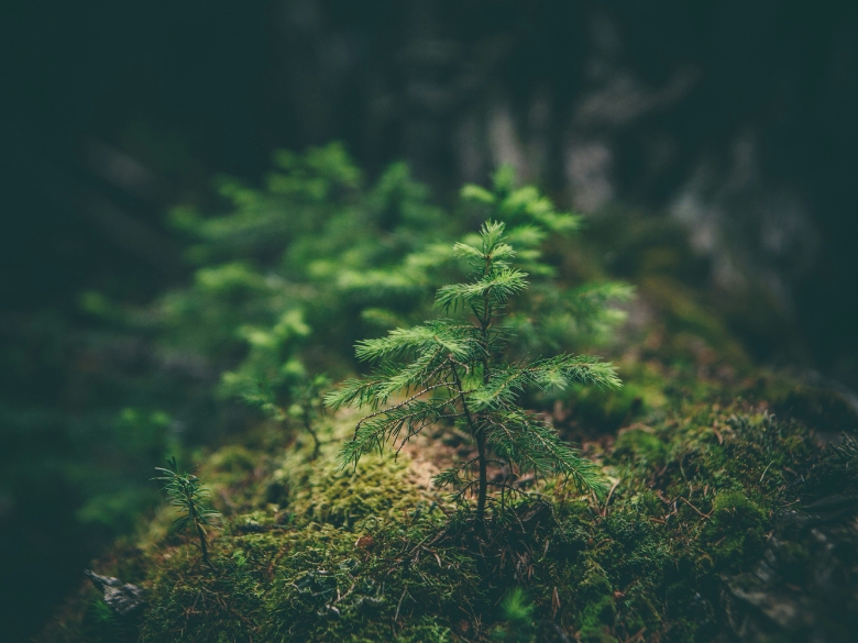 Nature Spirits Pagan Rituals For National Wildlife Day Avallach Emrys