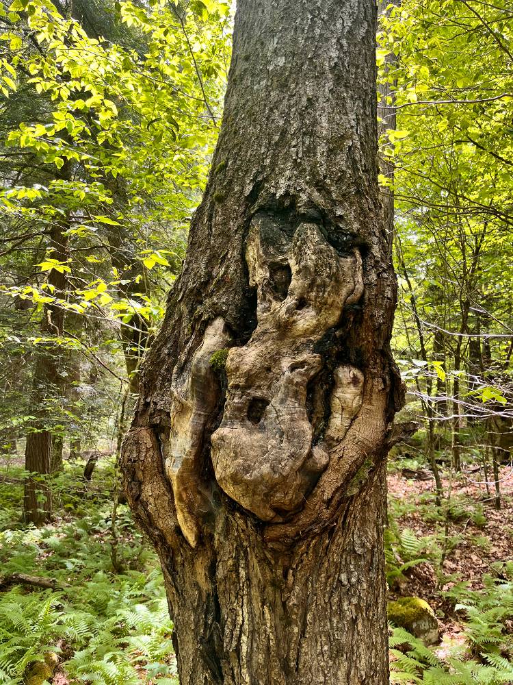 Transform Your Life: Practical Tips For Spiritual Growth - Vimarsana News