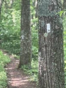 Down the trail, follow the white blaze. Some people follow these blazes for 2000 miles up to Maine. In Norther Tennessee, one is 400 miles into the trail. I just did 47 this week. 