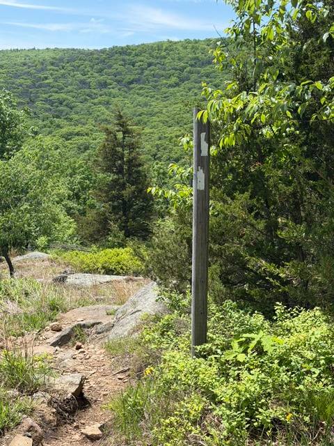 A hiking trail in a forest