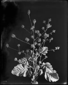 Close-up_of_a_specimen_of_black_mustard_(Brassica_nigra),_ca.1920_(CHS-5478)