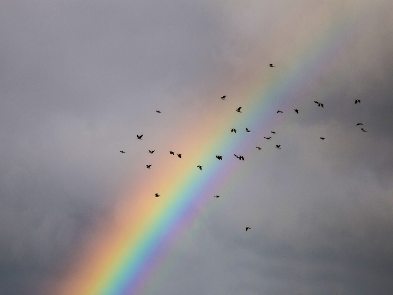 A rainbow in front of gray clouds. Birds are flying across the photo silhouetted in black.