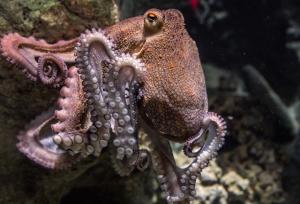 Is it a Sin to Kill and Eat Octopuses? - Vimarsana News