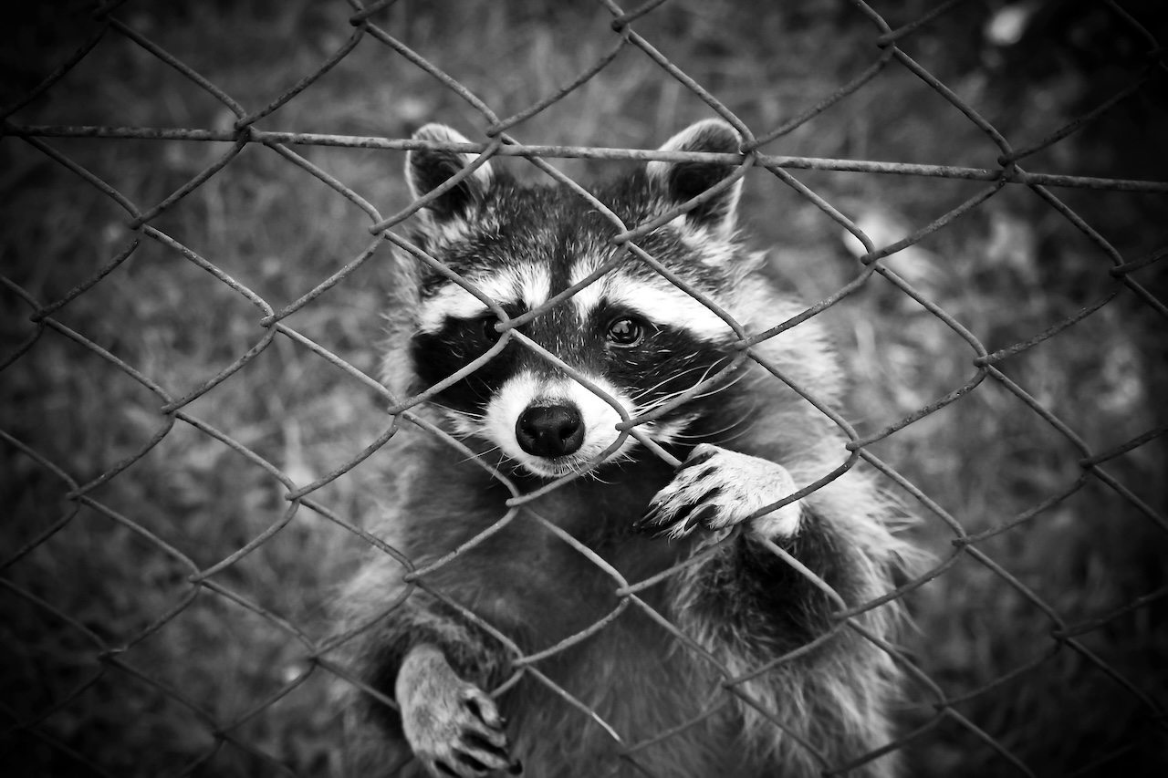 Raccoon by a fence