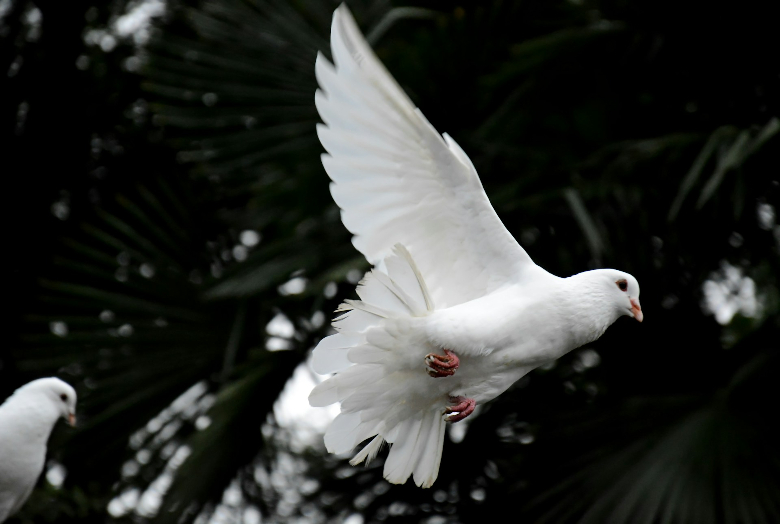 This image symbolizes acknowledging Pentecost, focusing on love. This is seen as the picture contains one dove in flight and the other at rest. The dove in scripture represents God's Spirit and peace, both were present on the Day of Pentecost.