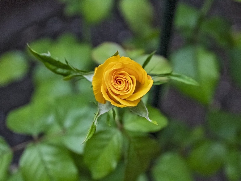 An aerial shot of a single yellow rose on a green leafed bush.