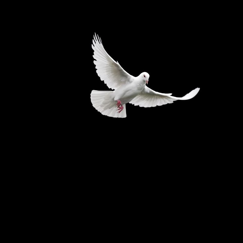 A Dove of Peace