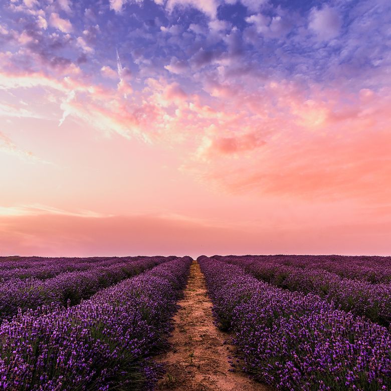 A field of lavender in the sunset. Grace