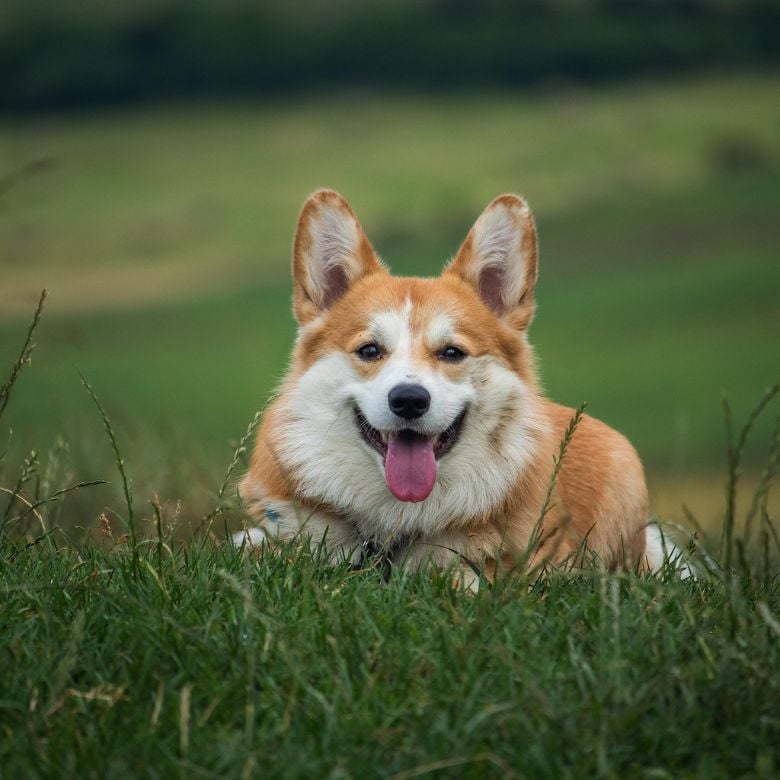 life lessons from a dog