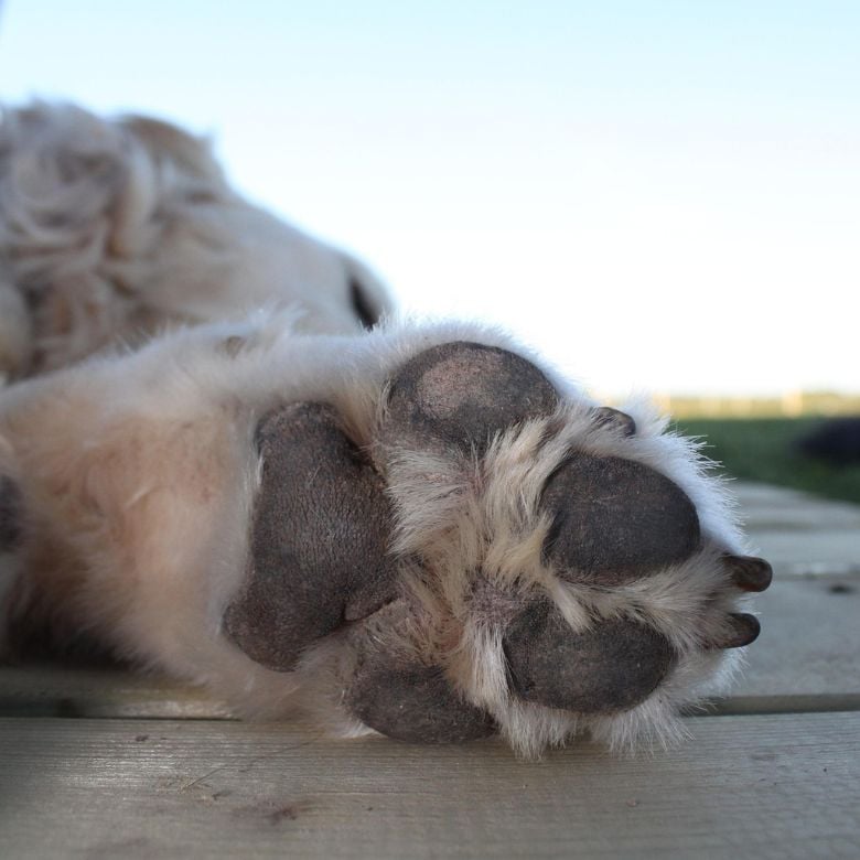 life lessons from a dog