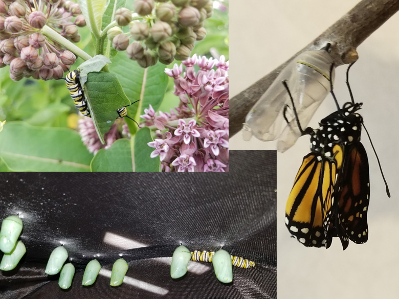 Collage of Photos of the Development of the Monarch Butterfly by Matt and Charlotte Kulp