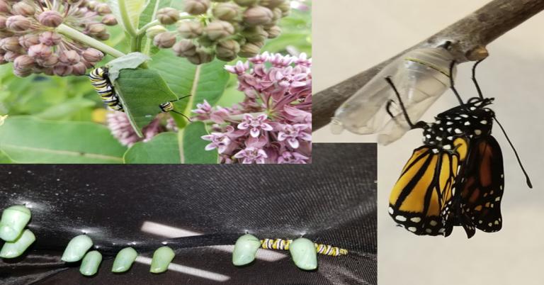 Monarch Butterflies: A Living Parable? - Vimarsana News