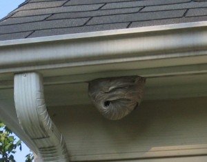 Hornet's Nest