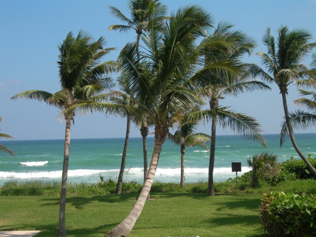 beach-w-palm-trees