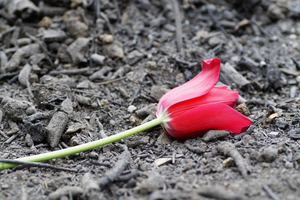 Tulip on burnt ashes