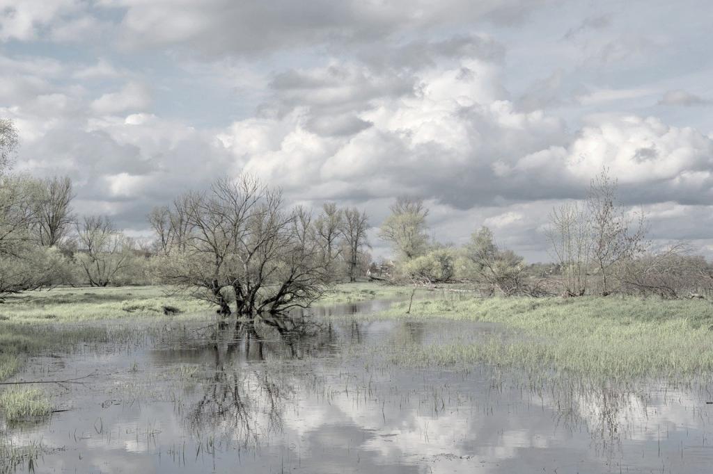 Tree in water