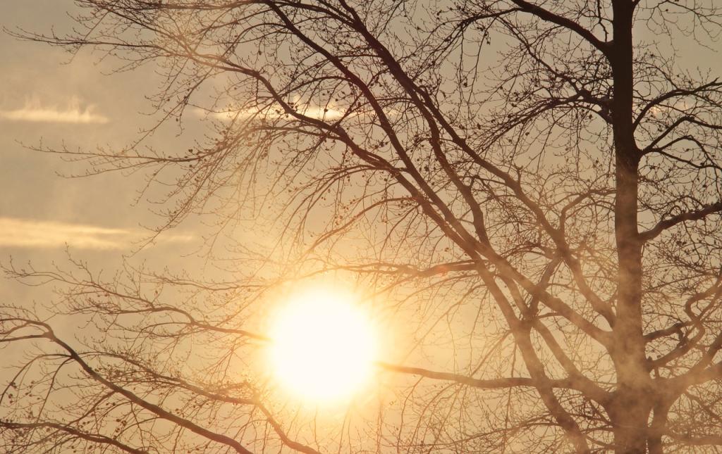 Tree in sunlight