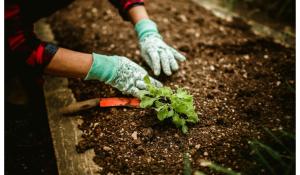 From Seeds to Harvest: What Happens Between Cultivating faith