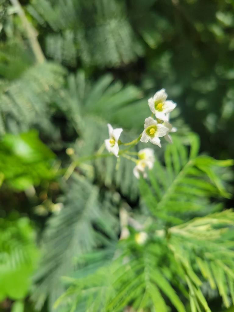 Flowers in the forest to remind us to flourish by Elisa Johnston