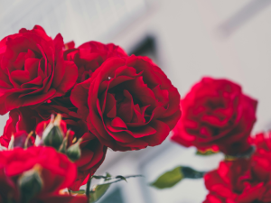 A cluster of brilliant red roses