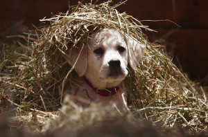 Budweiser 2015 Super Bowl Commercial, "Lost Dog."  Courtesy