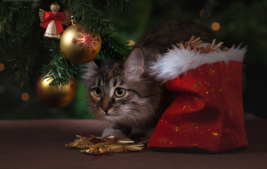 Myshun cat new year Pixabay Free