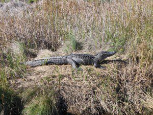 alligator on South Padre Island