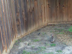 cornered rabbit