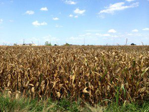 cornfield McKinney August 2014 b