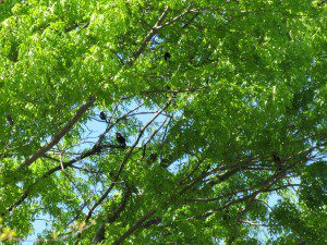 birds in tree 03.24.12