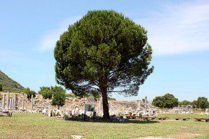 tree and ruins - Ephesus 2012