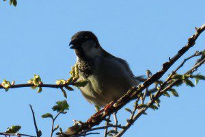 bird in tree 03.28.15 2