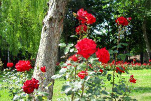 Flowers at Topkapi 2012