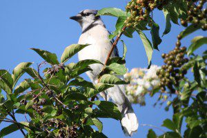 bird in tree 08.09.14a