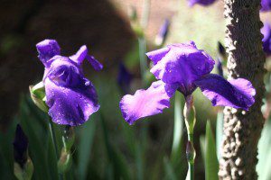 irises 04.18.15 02