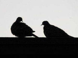 pigeons in silhouette 08.17.14