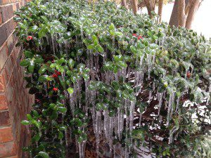 ice storm Dec2013 12