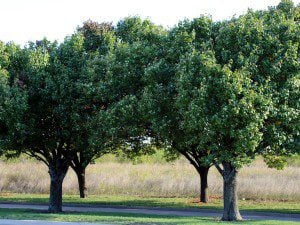 McKinney trees 11.07.15