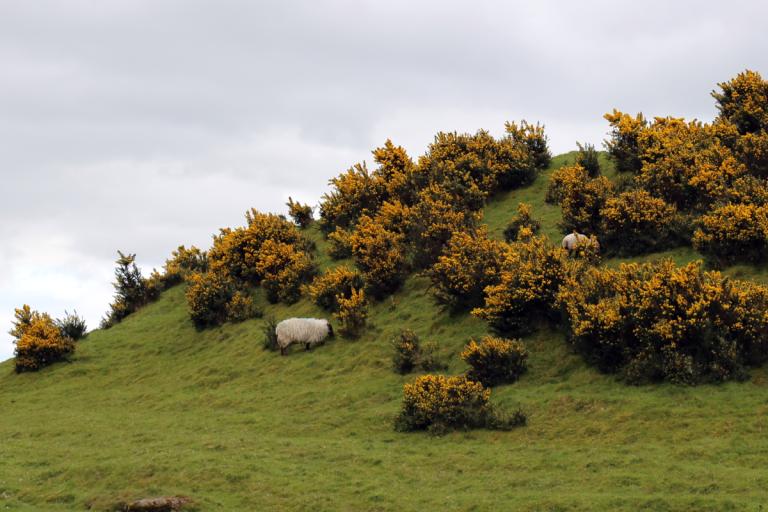 sheep grazing on the mound of Dowth