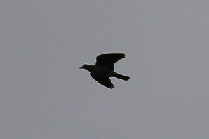 bird in flight 04.09.16 600x400