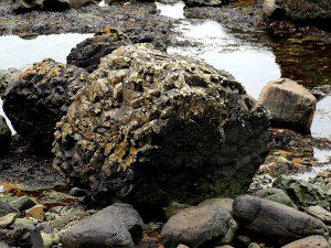 03 154 Giant's Causeway