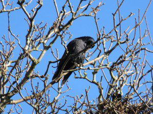 07 110 Kirkwall raven