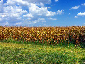 cornfield McKinney August 2014 03